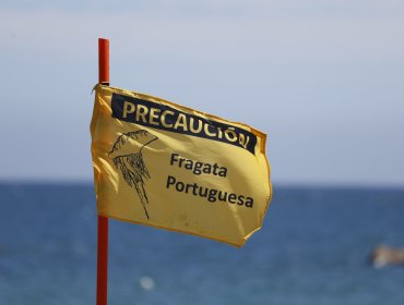 Avistamiento de fragata portuguesa en Algarrobo obliga a cerrar playa El Yachting