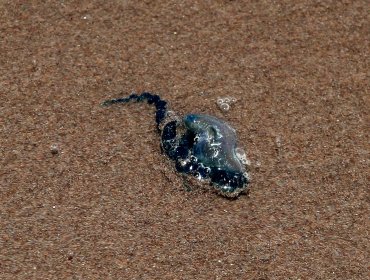 Tras hallazgo de más de 20 ejemplares de fragata portuguesa: prohíben el baño en playa de Puchuncaví