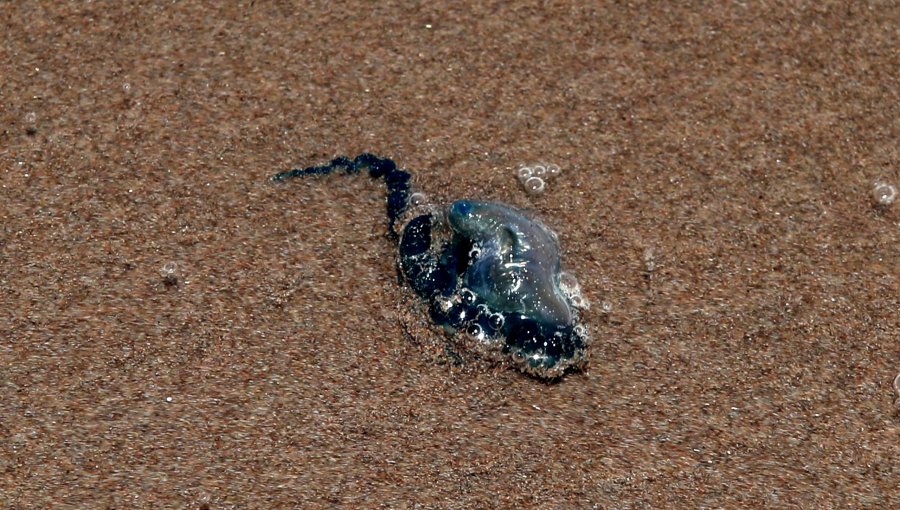 Tras hallazgo de más de 20 ejemplares de fragata portuguesa: prohíben el baño en playa de Puchuncaví
