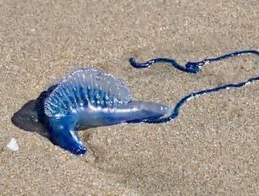 Seremi de Salud levanta prohibición de baño en playa de Algarrobo: no han observado nuevos ejemplares de fragata portuguesa