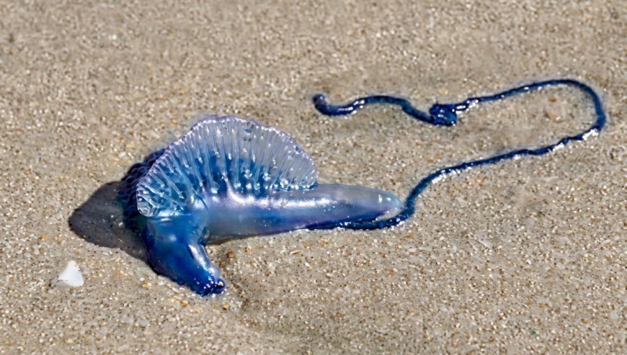 Seremi de Salud levanta prohibición de baño en playa de Algarrobo: no han observado nuevos ejemplares de fragata portuguesa