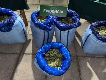 Seis bolivianos fueron detenidos en operativo que permitió incautar 100 kilos de hojas de coca en Pudahuel, Quilicura y Melipilla
